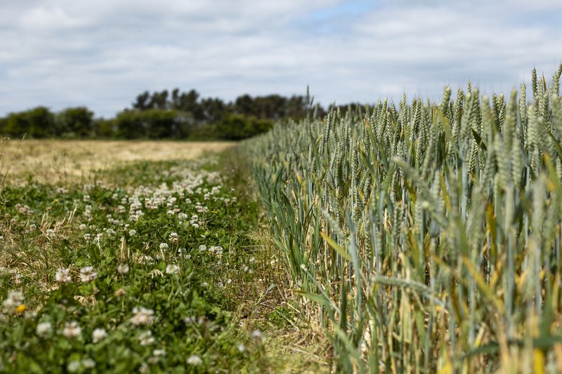 Une bordure de gazon riche en fleurs le long d'un champ de culture pour favoriser la biodiversité