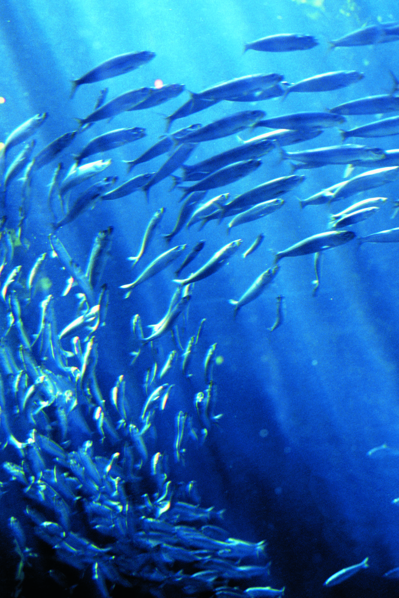 Un banc de poissons qui nagent