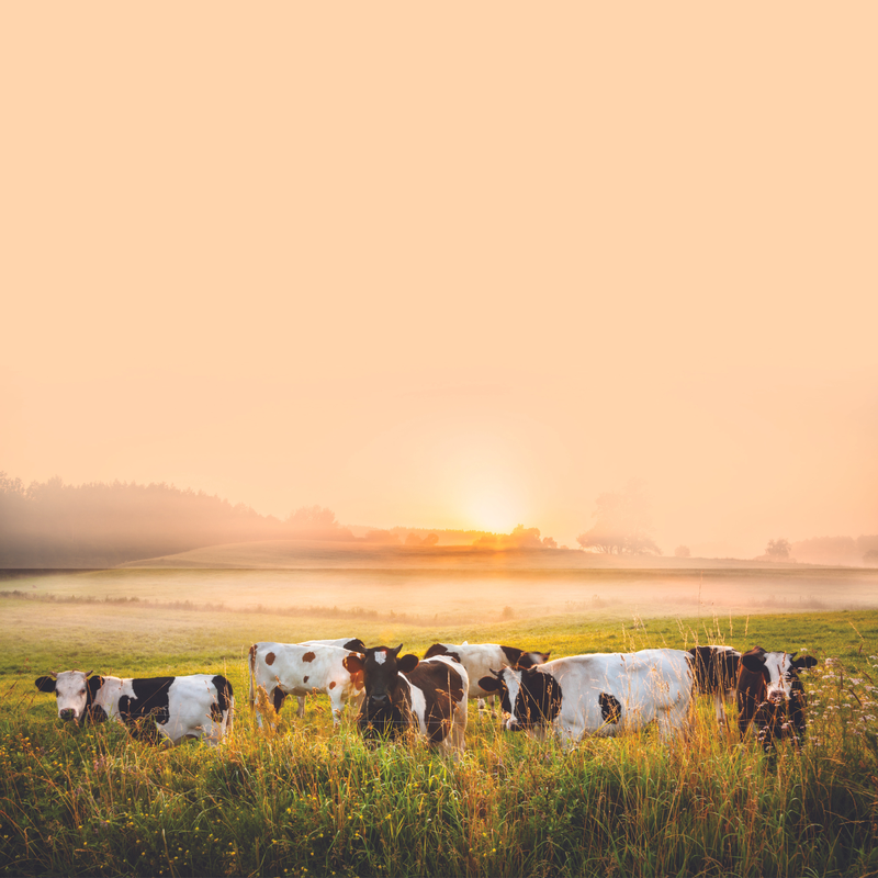 vaches dans un champ au coucher du soleil