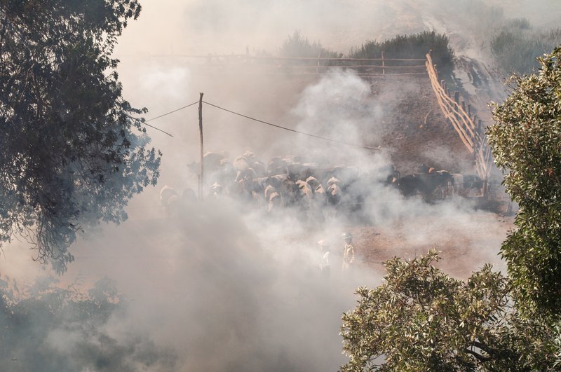 Du bétail entouré d'une épaisse fumée lors d'un incendie de forêt, avec deux personnes en tenue de protection à proximité.