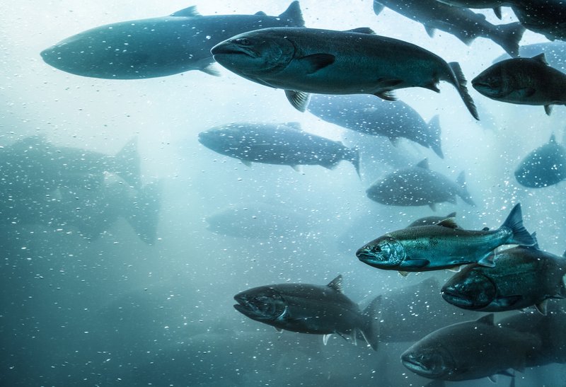 Banc de saumons nageant librement sous l'eau